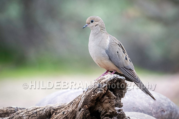 Morning Dove