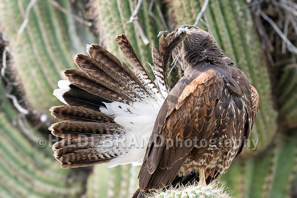 Harris's Hawk