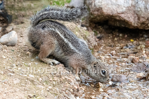 Harris's antelope squirrel
