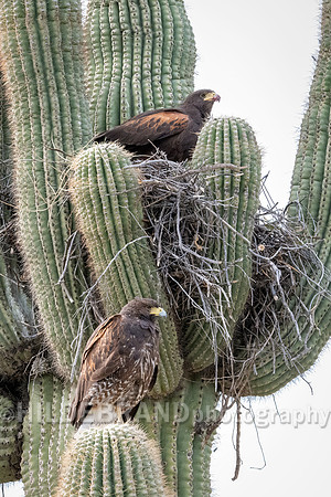 Harris's Hawk