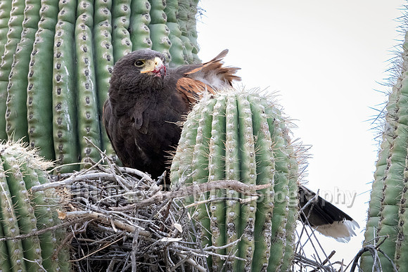 Harris's Hawk