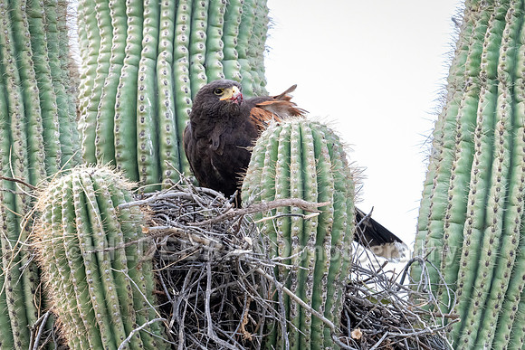 Harris's Hawk