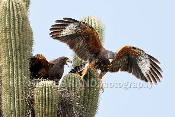 Harris's Hawk