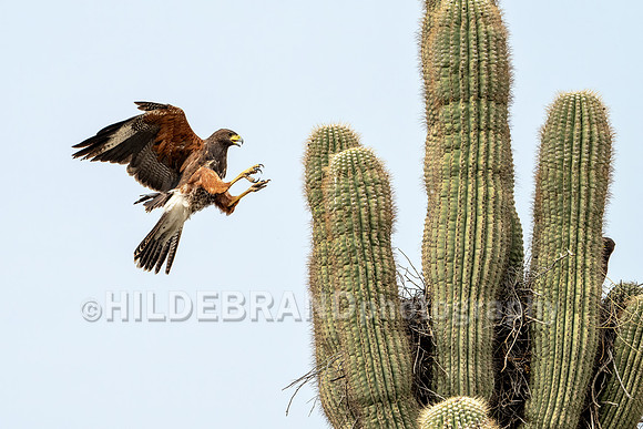 Harris's Hawk