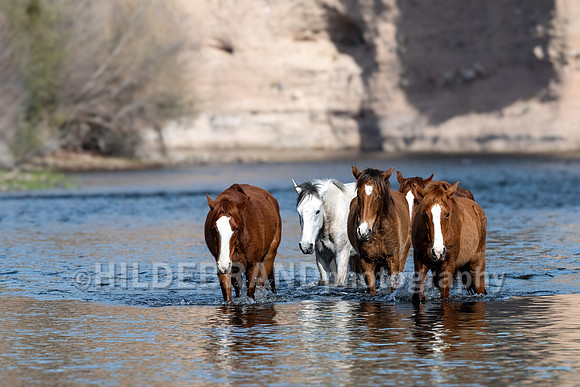 Salt River Horses