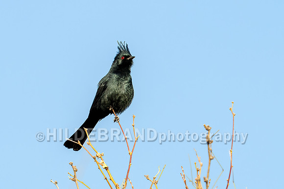 Phainopepla
