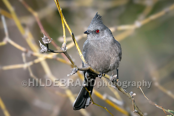 Phainopepla