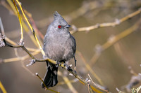 Phainopepla