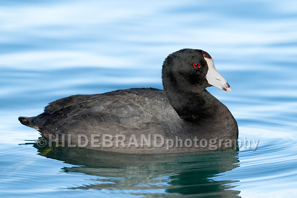 American Coot