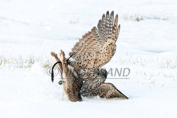Goshawk