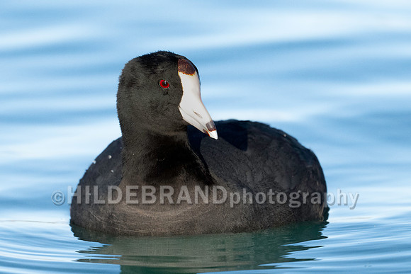American Coot