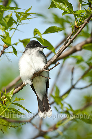 Eastern Kingbird