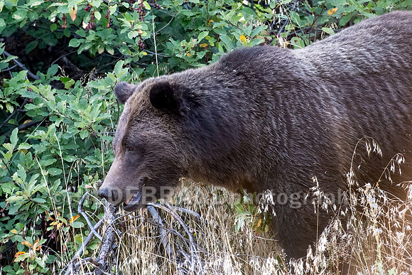 Grizzly Bear 399