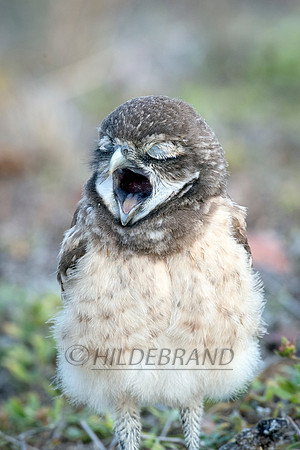 Burrowing Owl