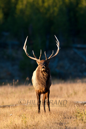Sunrise Bugle