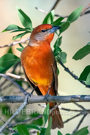 Hepatic Tanager