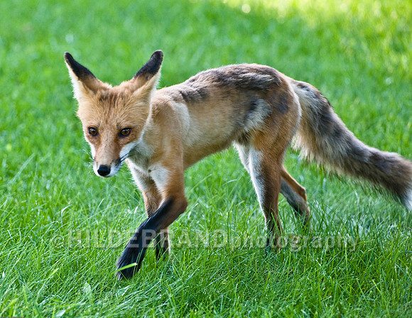 Neighborhood Red Fox