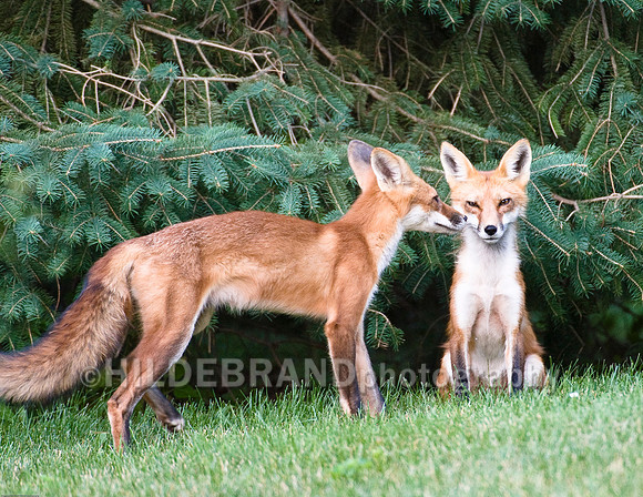 Neighborhood Red Fox
