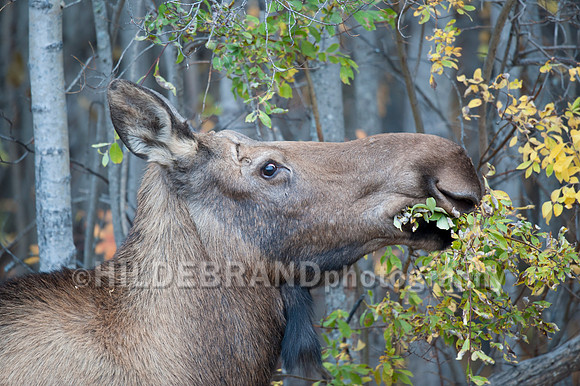 Moose