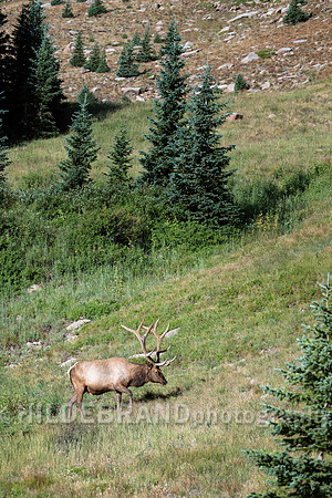 Elk