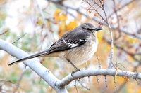 Northern Mockingbird