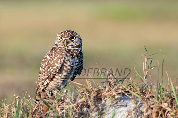 Burrowing Owl
