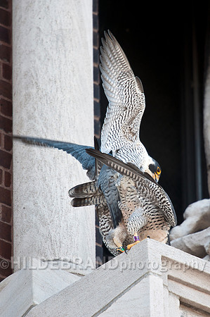 Mating Peregrine Falcons