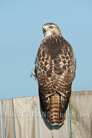 Immature Red-tailed Hawk