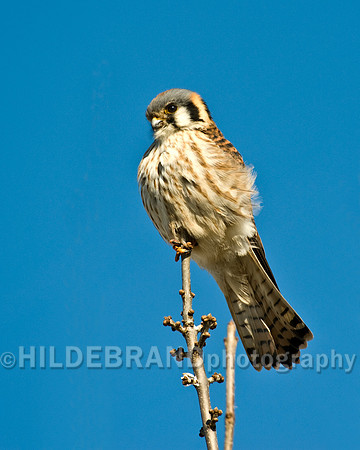 American Kestrel