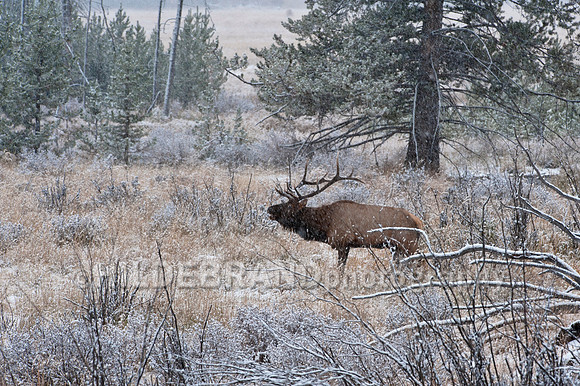 Snowfall Bugle