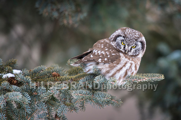 Boreal Owl
