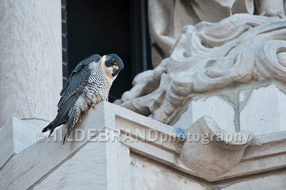 Mating Peregrine Falcons