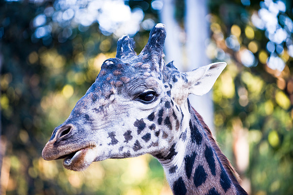 Old Giraffe