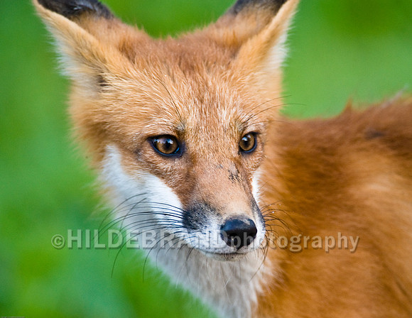 Neighborhood Red Fox