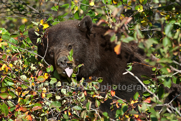 Feasting on Hawthorn Berries