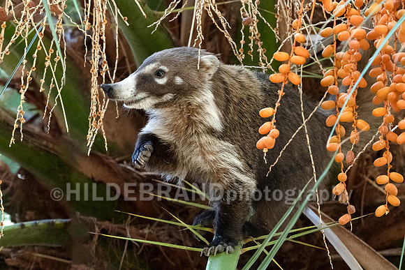 Coatimundi