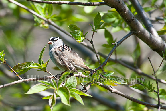 White-crowned Sparrow