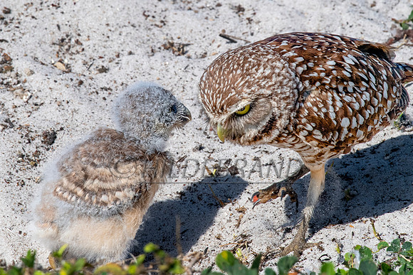Burrowing Owl