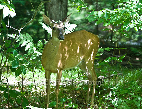 White Tail Deer