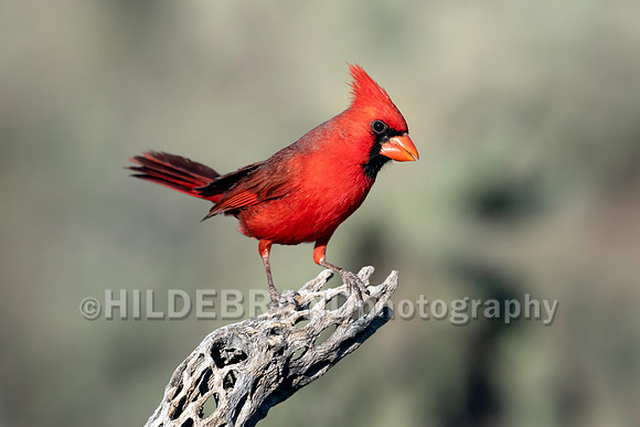 Northern Cardinal
