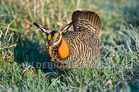 Greater Prairie Chicken