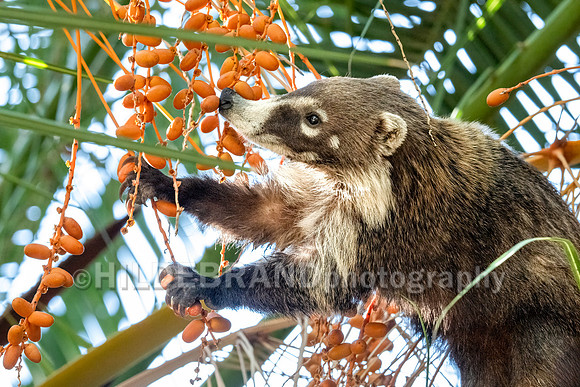 Coatimundi