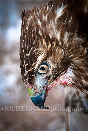 Predator
