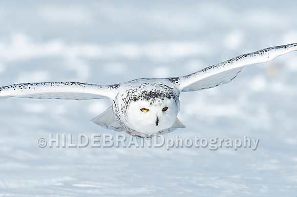 Snowy Owl