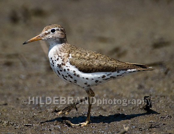 Spotted Sandpiper
