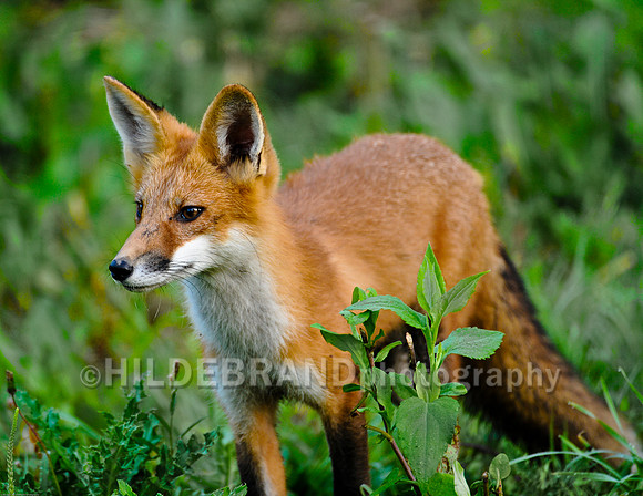 Neighborhood Red Fox