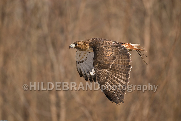 Red-Tail Hawk