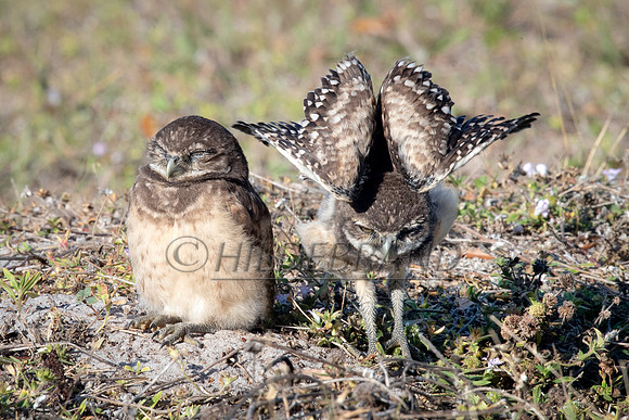 Burrowing Owl