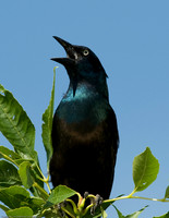 Common Grackle