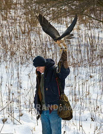 Falconer and Falcon